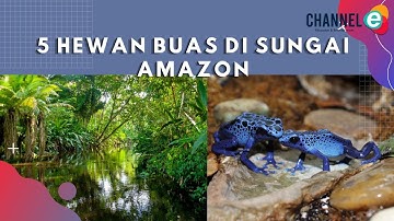 5 Hewan Buas di Sungai Amazon yang Berbahaya!