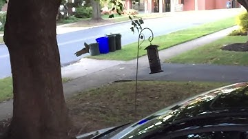 Epic Slo-mo Squirrel Jump