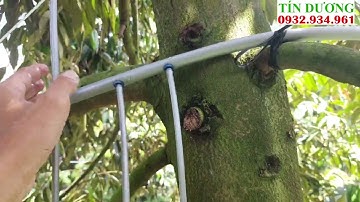 Lắp đặt béc phun thuốc Sầu Riêng ở xã Mỹ Lợi, Cái Bè, TG.