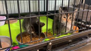 Cat Adoption in Whitman County