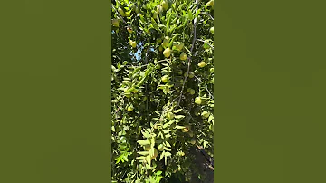 Jujube Produces A Lot Of Fruits Youtubeshorts Garden Nature Fruit Plants 