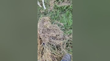 Layla - Steady On Point and Flush 10 06 22