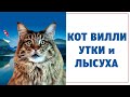 Мейн кун Кот Вилли, Утки и Кормушка