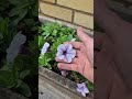 Replying to @brianwalker1612 These petunia garden flowers are ideal for hanging baskets,