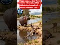 Hippo rescuing deer from crocodile attack | ಮೊಸಳೆ ಹಿಡಿತ ತಪ್ಪಿಸಲು ಗೆಂಡಾಮೃಗದ ಸಹಾಯ ಪಡೆದ ಜಿಂಕೆ #shorts