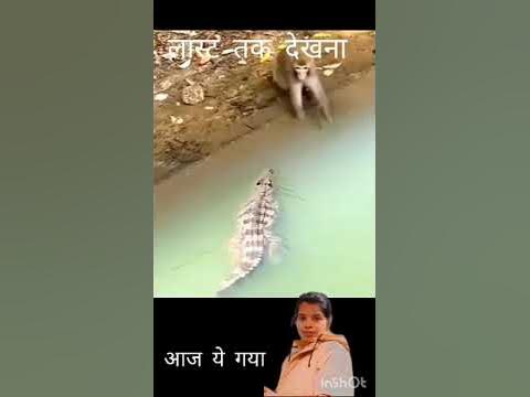 Monkey vs crocodile #wildlife @RealWildLives - YouTube