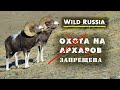 Фото-охота на алтайского горного барана - аргали (Горный Алтай) Дикая природа Сибири. Горные козлы