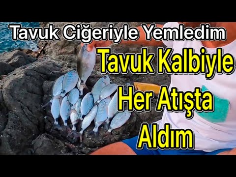 Bu Yem Resmen Otonom Sistem  ! Gidiyor Balığı Alıyor geliyor !