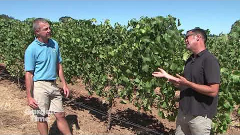Stoller Grape tips & Experience Center