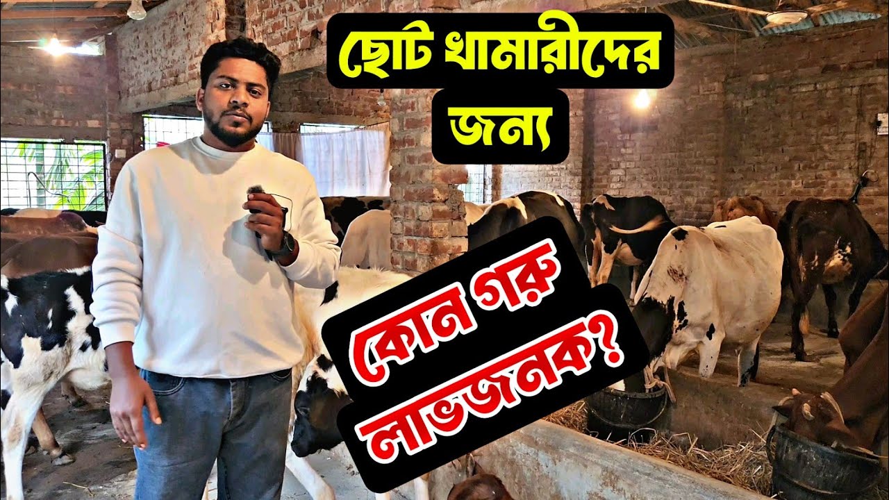 ছোট খামারীদের জন্য কোন গরু লাভজনক?  
