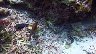 Undulated moray eating a redtoothed triggerfish