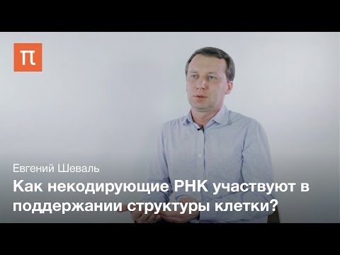 Структурная роль некодирующих РНК - Евгений Шеваль