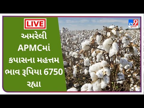 અમરેલી APMCમાં કપાસના મહત્તમ ભાવ રૂપિયા 6750 રહ્યા,જાણો જુદા જુદા પાકના ભાવ | Tv9news