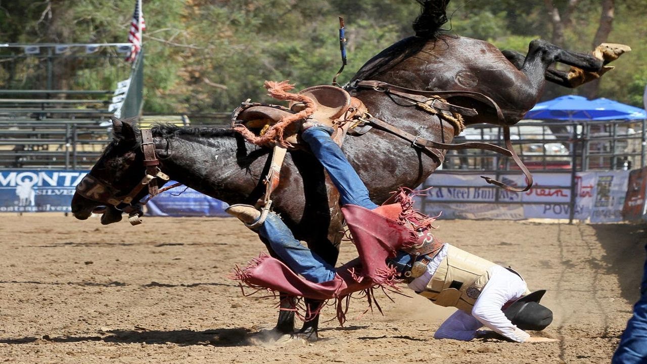 10 Most Dangerous Horse Breeds