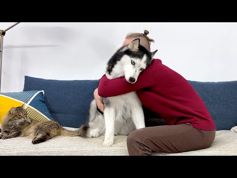 Video: Beste grunner til å få en Siberian Husky