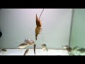 Piranha vs Shrimp