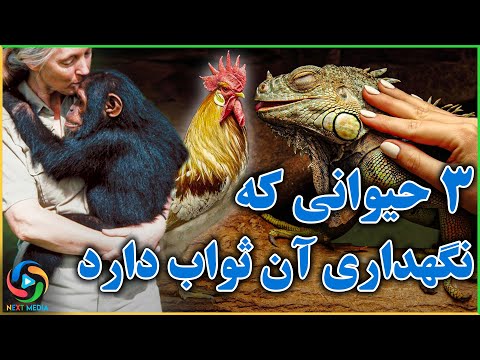 تصویری: نگهداری در خانه چیست؟