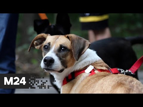 Лимит на домашних животных: "Жизнь в большом городе" - Москва 24