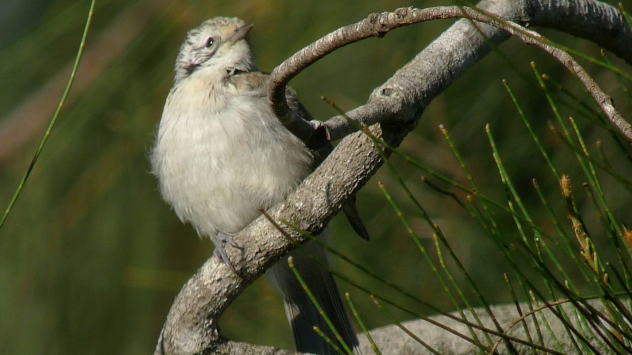 Striped honeyeather - Gestreepte honingeter 