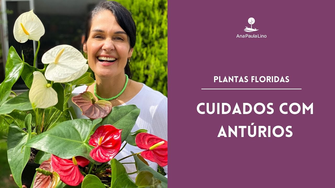 PLANTAS FLORIDAS: Como plantar antúrio e fazer florir? PLANTAS FLORIDAS: Como plantar antúrio e fazer florir?