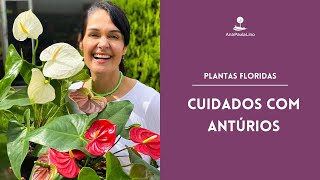 Como Plantar Antúrios e os Manter Floridos Sempre