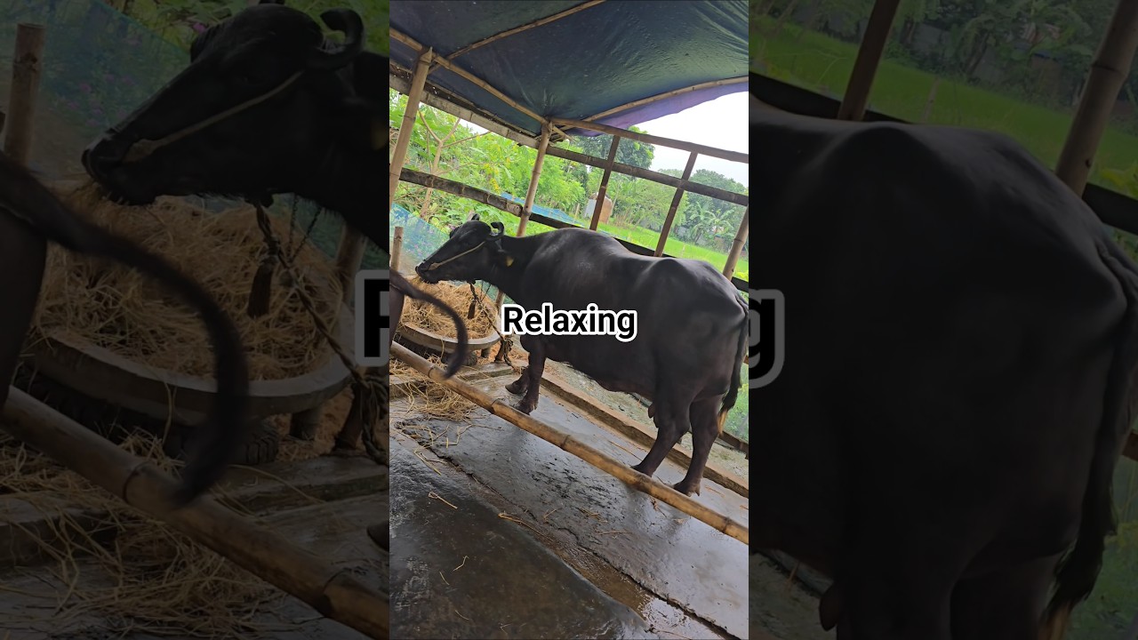 Calm and Relaxing Farm Animal Video #shorts #buffalo