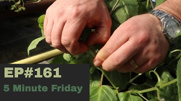 EP161 -  How to Stop Fuchsia plants - How to make fuchsias flower more