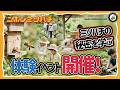 日本ミツバチを学べる2日間｜ミツバチツアー・こども博士講座・飼育講座【イベント紹介】