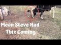 Homestead Life: CRAZY Mean Ram Attacked 1000 lb Steer