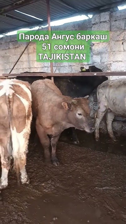 ПОДПИСАТЬ КОМЕНТ ЛАЕК ХУЧАНД ТАДЖИКИСТАН 🇹🇯 🇹🇯 🇹🇯 - YouTube