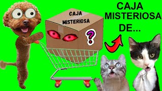 Abro la caja secreta y misteriosa de… Videos de gatos graciosos Luna y Estrella y mi perro