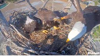 SWFL Eagles ~ E26 BITES M15's Foot & Hangs On! M15 Delivers Two Fish & Takes A Bath In Pond! 3.11.26