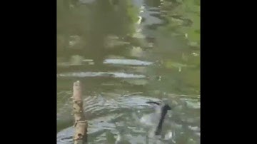 Cắm Câu Cá Lóc Dính Rắn