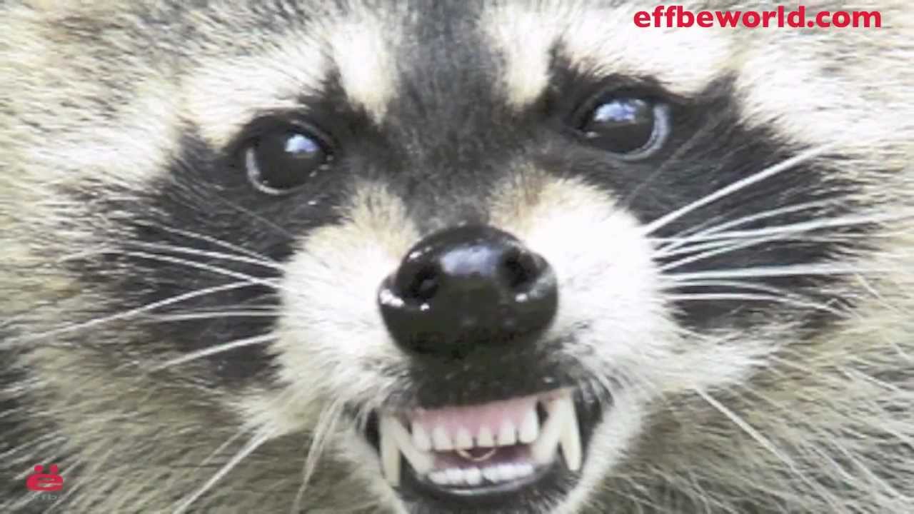 Raccoon Proof Green Bin Easy! YouTube