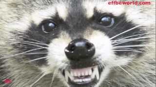 Raccoon Proof Green Bin - Easy!