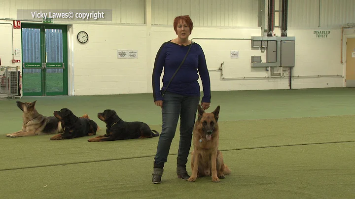 Dog Training TIPS -Vicky Lawes MGODT
