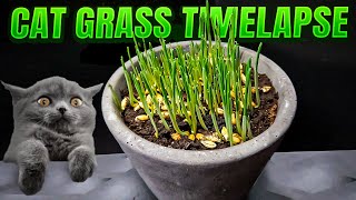 Growing Cat Grass Time Lapse