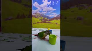 Intelligent Little Bird 🦜💚 Smart Parrots Training #Training #Smartparrot