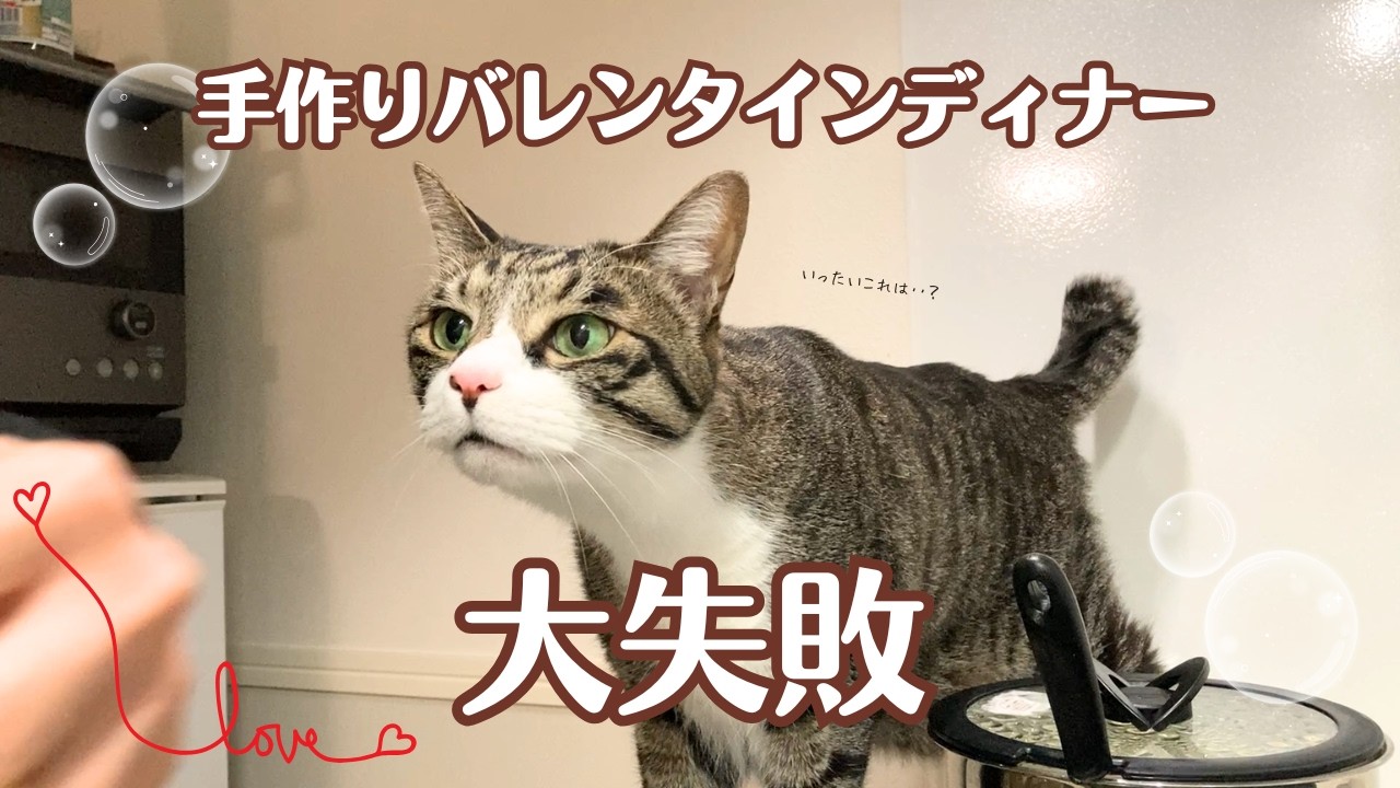 【悲報】バレンタインに奮発して買ったご飯で愛猫に愛を伝えたら失敗に終わりました