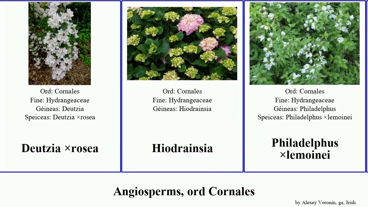 Angiosperms, ord Cornales deutzia Philadelphus ×kalmiiflora ×lemoinei ×hybrida ×virginalis ga.