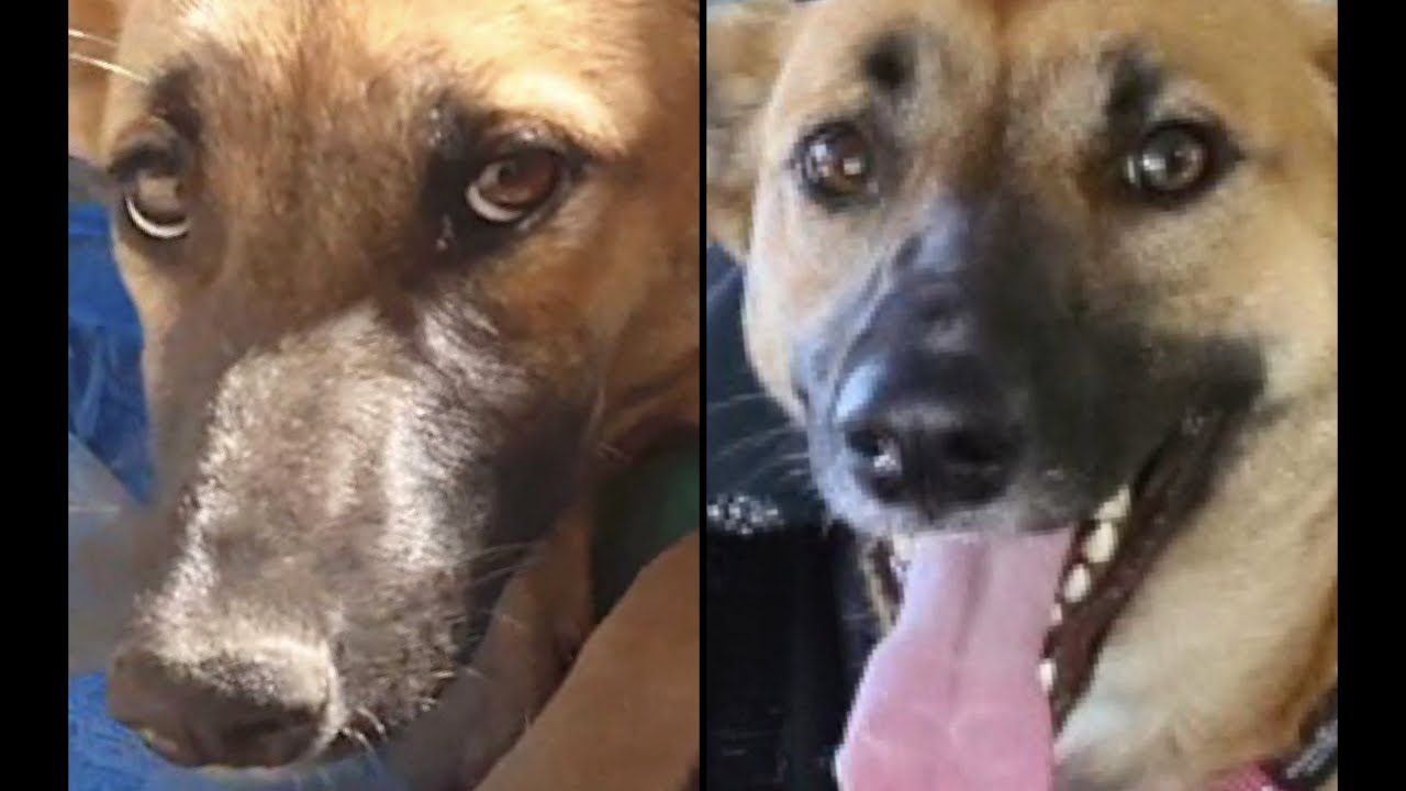 Dog Abandoned In Reservoir Now Spends Her Days Cuddling! - YouTube