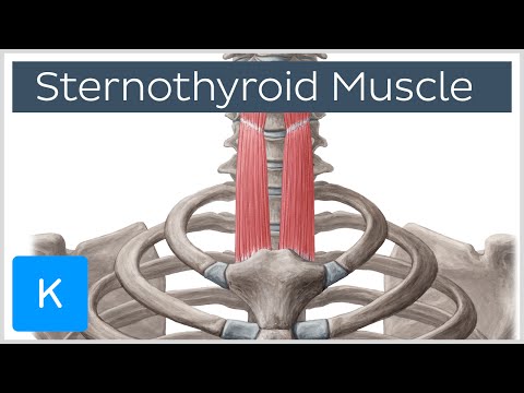 Video: Sternothyroid Muscle Anatomy, Function & Diagram - Lichaamskaarten