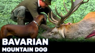 Bavarian Mountain Dog - Best Hunter | Characteristics