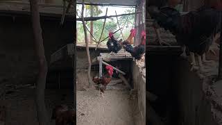 Desi Original Murga Farm #shorts #shortvideo #reels #trending #ytshorts