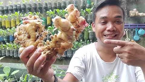 Luar Biasa Hasil Panen Jahe ORGANIK Tanam Di Polybag