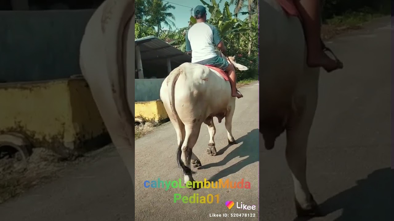 Viral Sapi Jowo Kebumen Bisa Di Tunggangi - YouTube