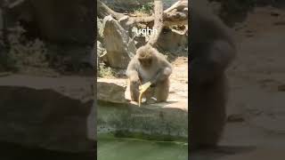 Monkey loses banana (Voiceover by Brian Wolf) monkey funnyanimals animalvoiceover