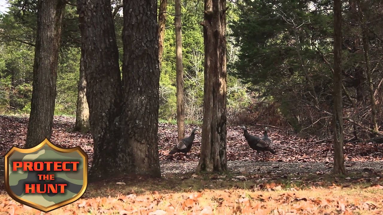 Rachel Timberlake - Protect the Harvest