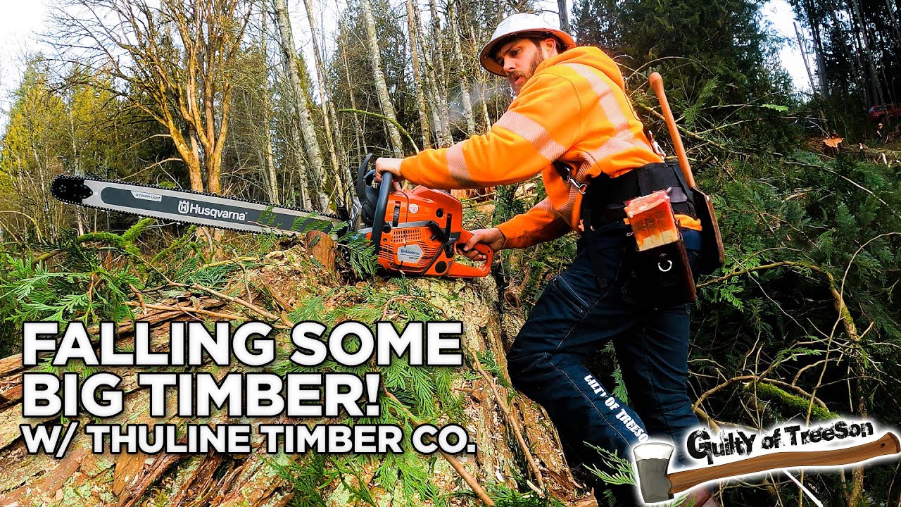 Cutting Timber with a Ported 592xp and wearing my new JK Caulk Logger Boots! YouTube