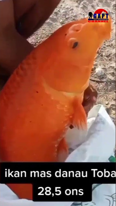 GAPT CHANNEL I Fishing for Carp in Lake Toba #shorts #gaptchannel #fishingforfish #laketoba